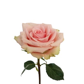Absolute in Pink Rose, 50 cm - Potomac Floral Wholesale